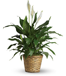 Simply Elegant Spathiphyllum from Maplehurst Florist, local flower shop in Essex Junction